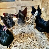 Crazy4SilkiesAndSizzle