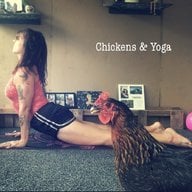 ChickensAndYoga