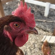 KS_chickens
