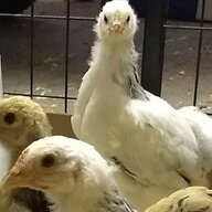 Eggy_II