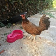 StrayHen