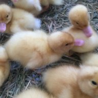 backyardbirds394