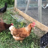 FloridaHen13