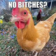 Chicken❤️er