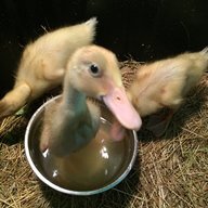 DuckDuckVT