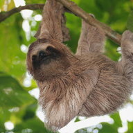 crazy_sloth_lover
