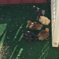 1sttimechickenmama