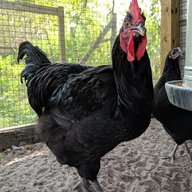 RoosterRanch18