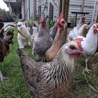 AGirlAndHerChickens