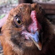 Feathered_Texans