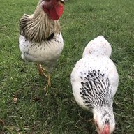 Layla3&4