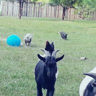 CelticSanctuaryFarm