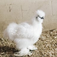 Qtipthesilkie