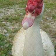 Muscovy-palooza