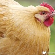 torkeyeggs02