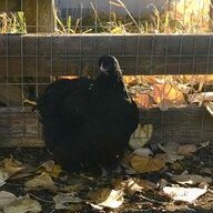 Fatumfarm.webs.com