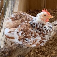 ChicksforZ