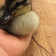 TheMallardDuck