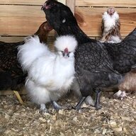CountryCoop04