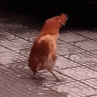 HappyChickens1245
