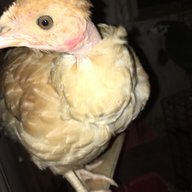Türkin sexy
