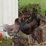 ChickensNdogs