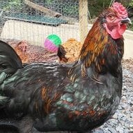 TwitchysChicks