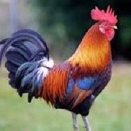 Dibbendu Das