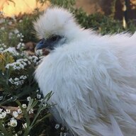 Quailtastic Quail