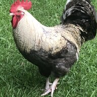 PoultryPeace