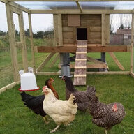 TipperaryChickens