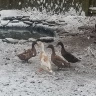Feathersofdifferentcolors