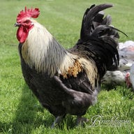 GoProChickens