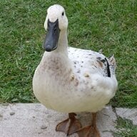EdgewaterDucks