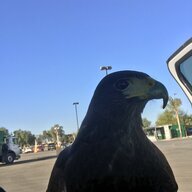 Redtail11