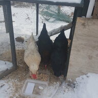 Canuckclucker