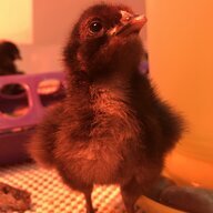 Chickenchick33