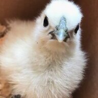 SilkieWorm