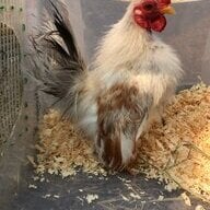 Bennythechick
