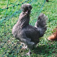 Future_Homesteader
