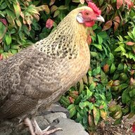 Chickenclaw