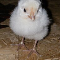 ChickyChickyChick