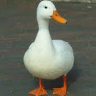 RazorDuck