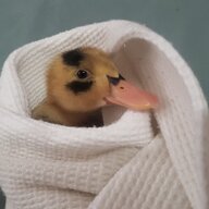 DavisDucks