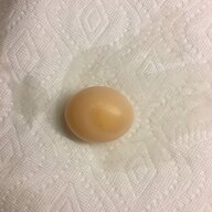 Ourhomesteadinthecity