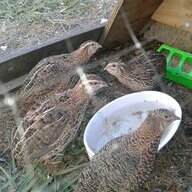 cluckawhile