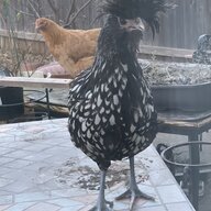 chicken mother