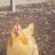 A_Chicken_Lover1