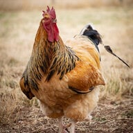 KlinoClucks