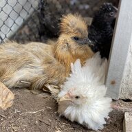 PoofBallSilkie